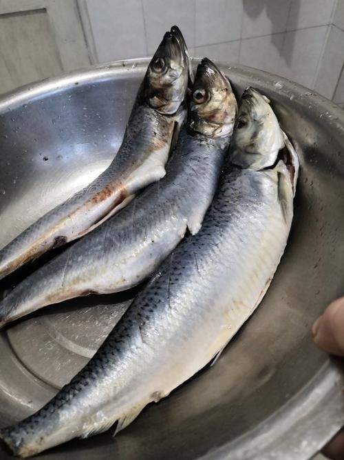 海里的青魚圖片