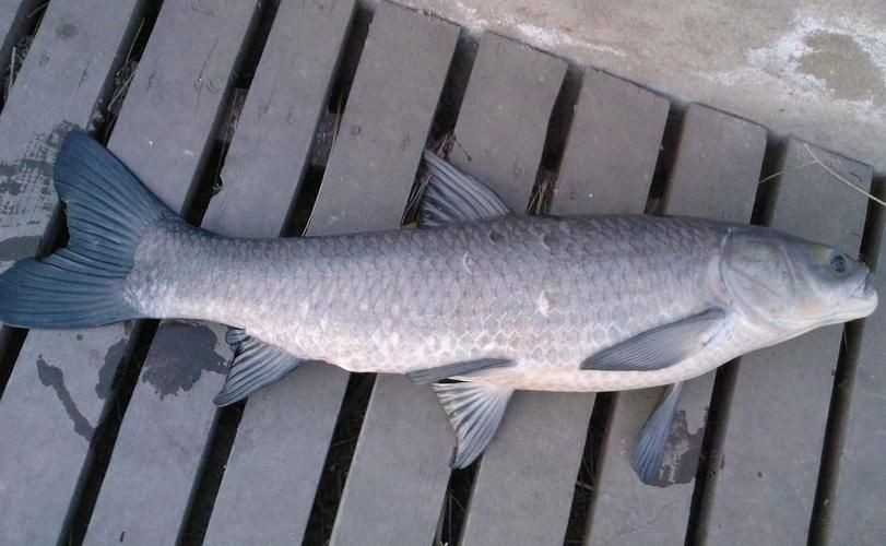 海里的青魚圖片