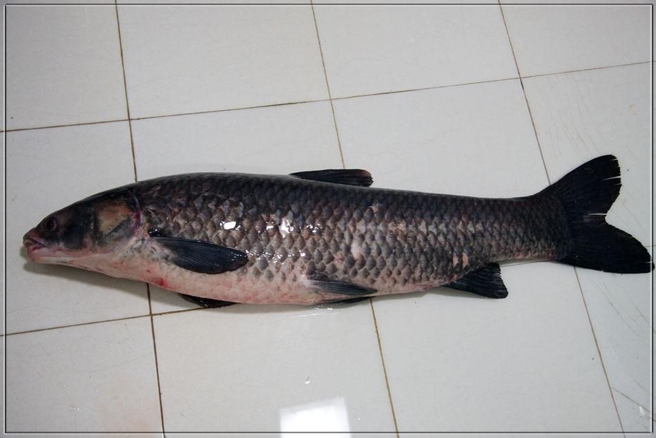 海里的青魚圖片