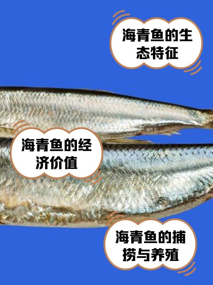 海里的青魚圖片