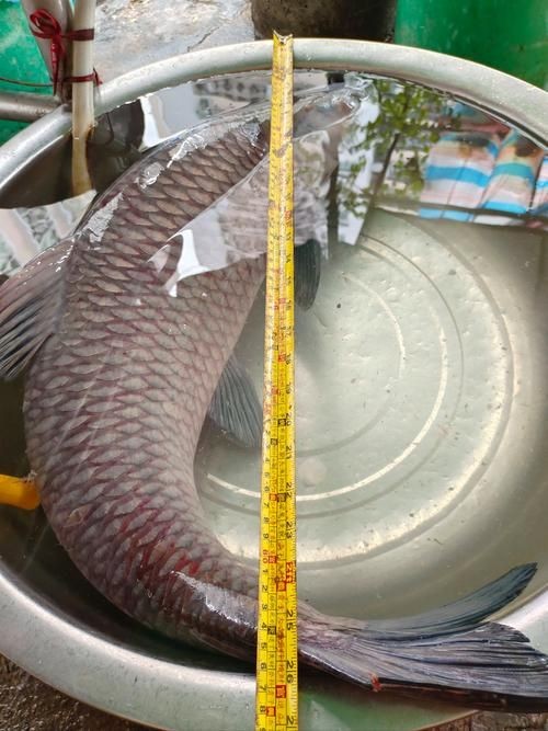 海里的青魚圖片