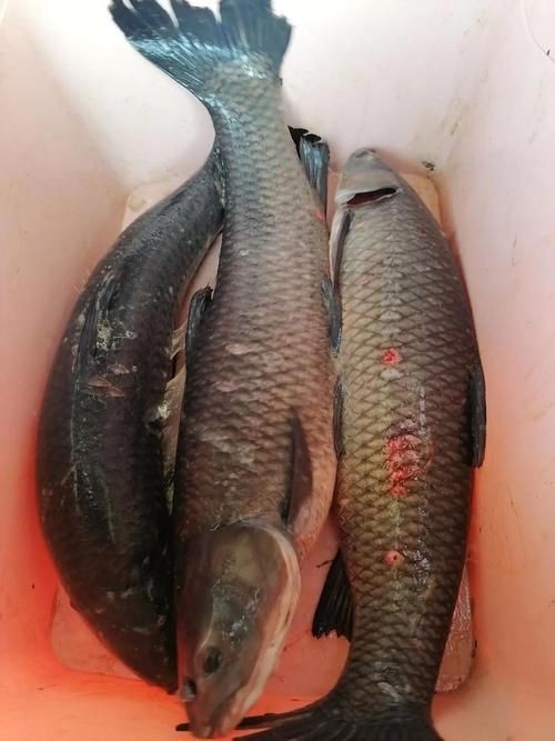 海里的青魚圖片