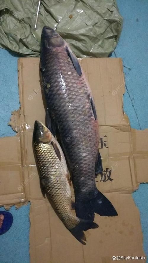 海里的青魚圖片