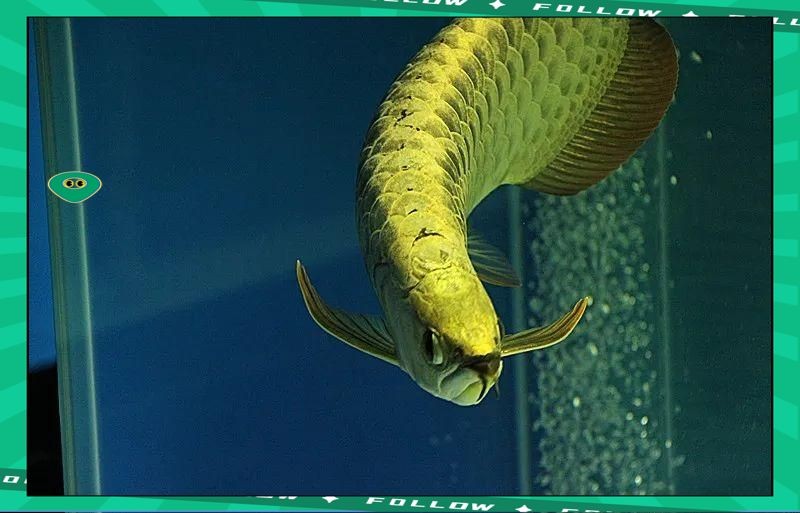 金頭過背金龍魚20厘米多少錢