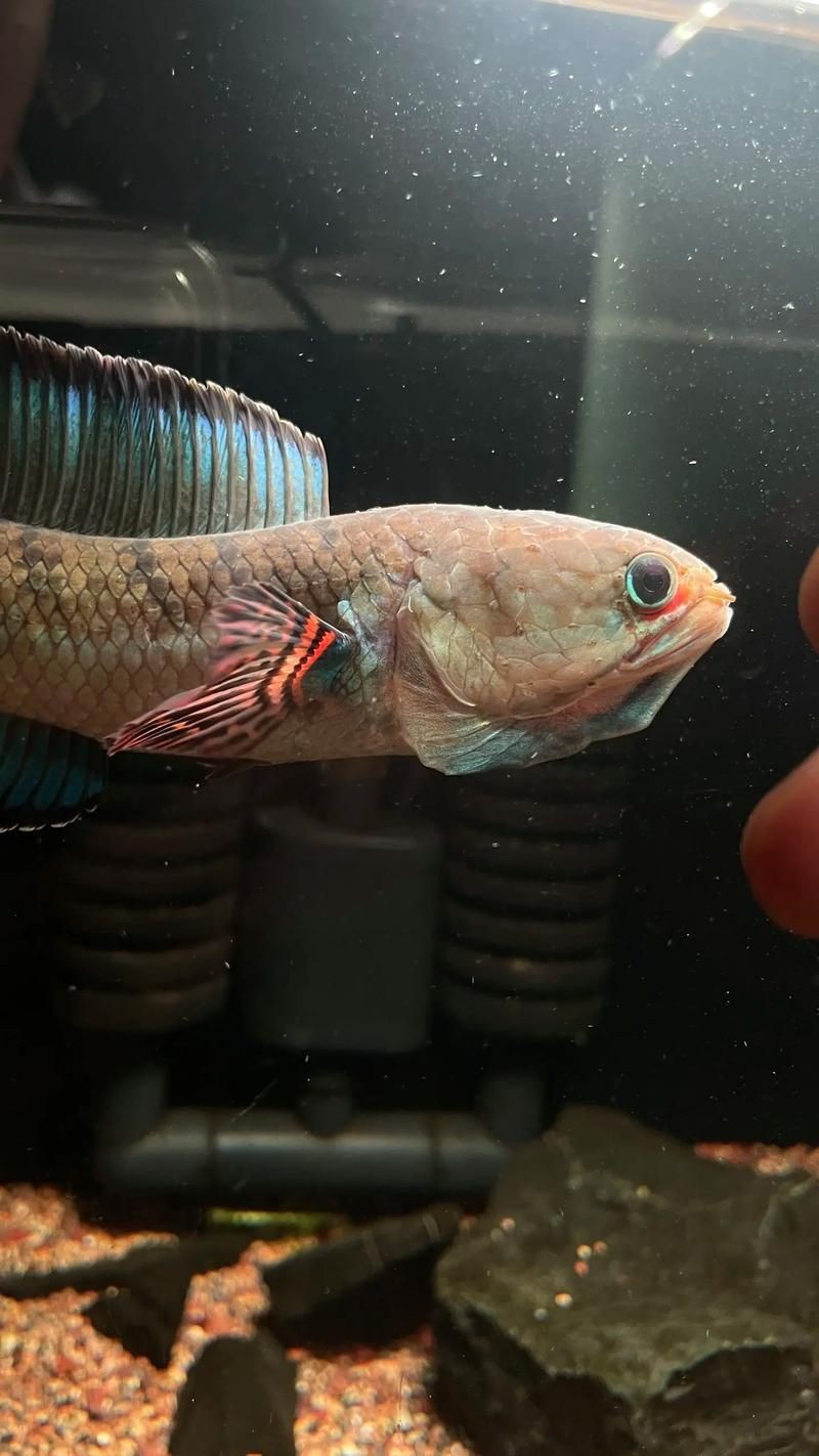 酒紅雷龍魚長啥樣