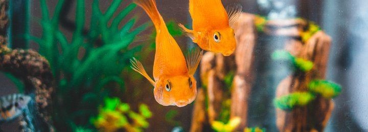 臨夏州水族批發市場