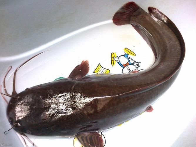 年魚圖片高清大圖大全