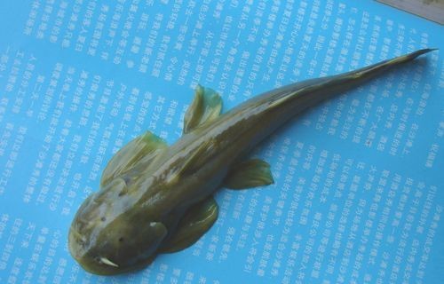 年魚圖片高清大圖大全