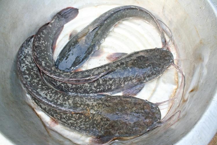 年魚圖片高清大圖大全