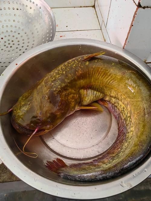 年魚圖片高清大圖大全