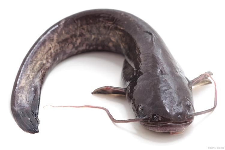 年魚圖片高清大圖大全