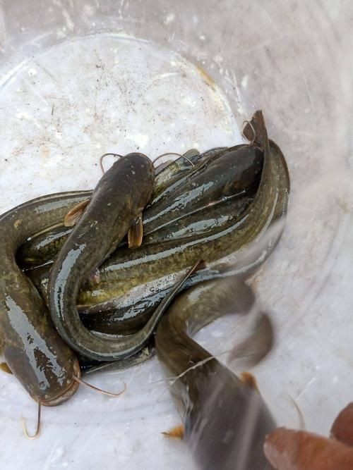 年魚圖片高清大圖大全