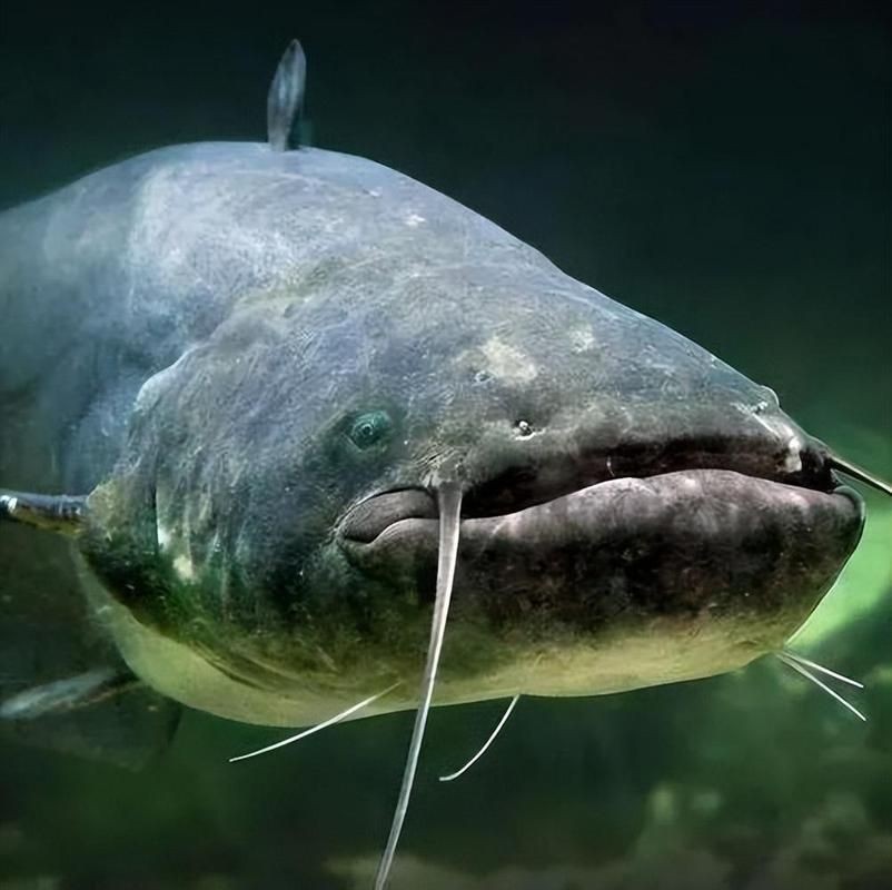 年魚圖片高清大圖大全