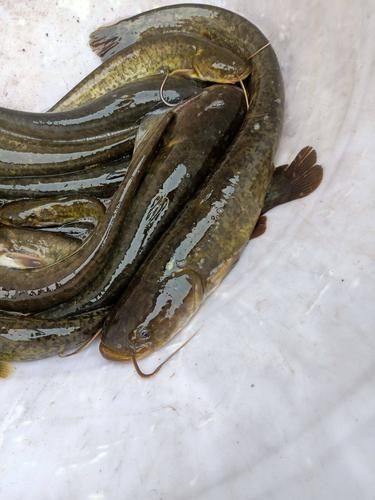 年魚圖片高清大圖大全