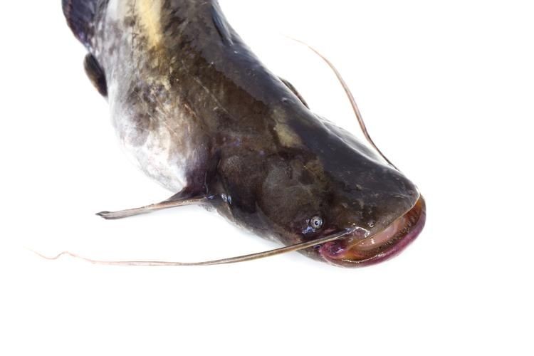 年魚圖片高清大圖大全