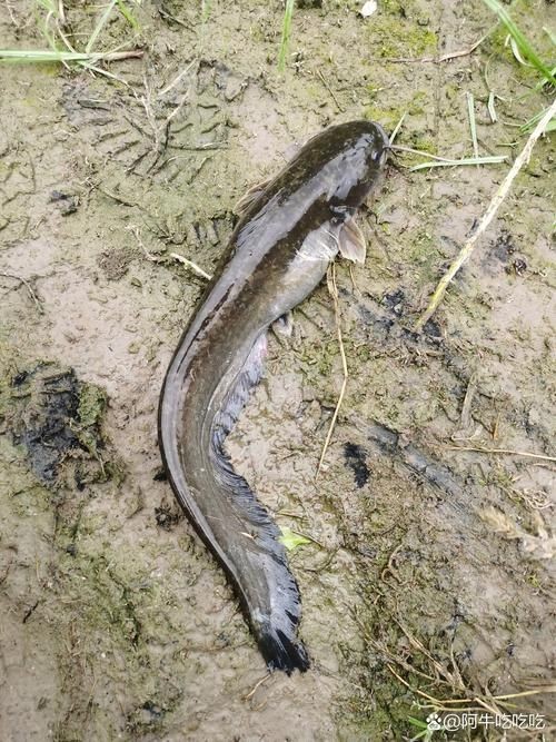 雷州龍魚的市場需求如何？，雷州龍魚市場前景如何？