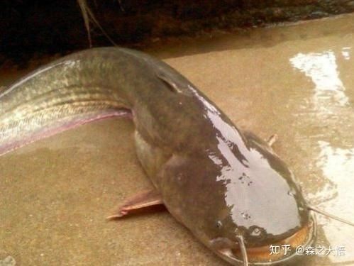 年魚圖片高清大圖大全