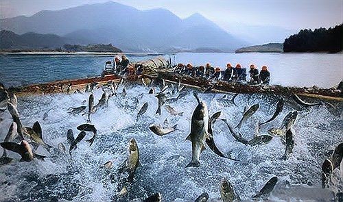 混合養魚品種搭配