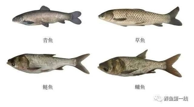 混合養魚品種搭配