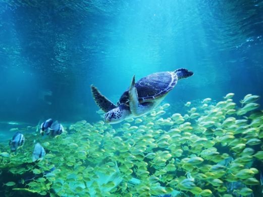 平頂山水族館