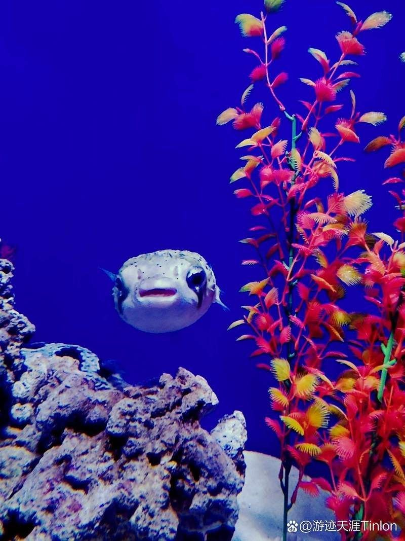 平頂山水族館