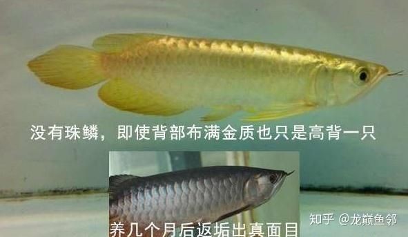 過背金龍魚等級