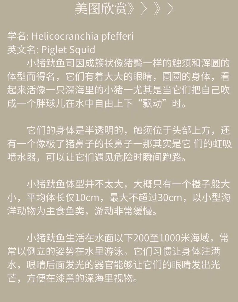 海里鼻子像豬的魚