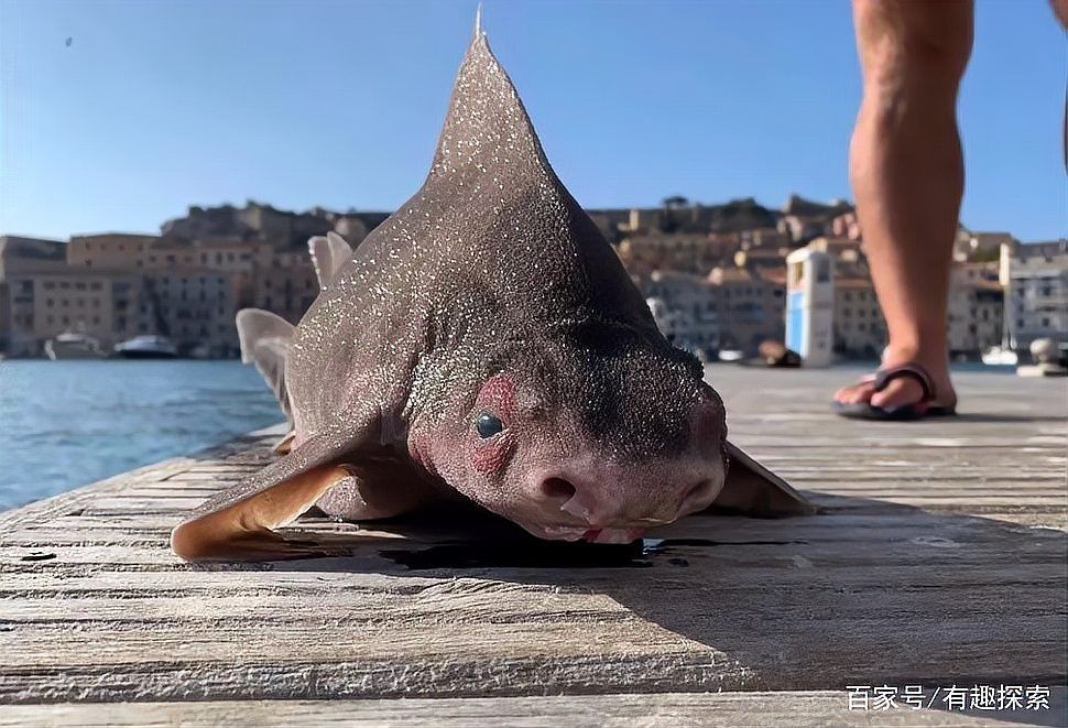 海里鼻子像豬的魚