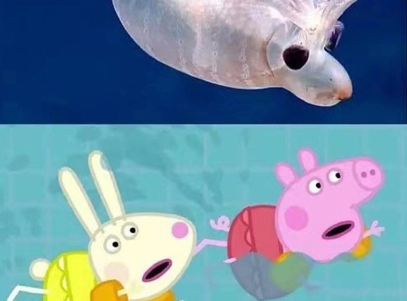 海里鼻子像豬的魚