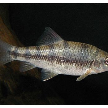 光唇魚(yú)圖片 光唇魚(yú)圖片 龍魚(yú)論壇 第22張