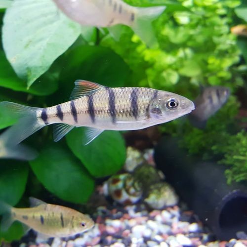 光唇魚(yú)圖片 光唇魚(yú)圖片 龍魚(yú)論壇 第1張
