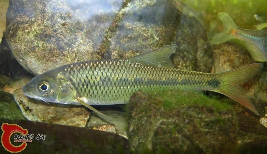 光唇魚(yú)圖片 光唇魚(yú)圖片 龍魚(yú)論壇 第9張