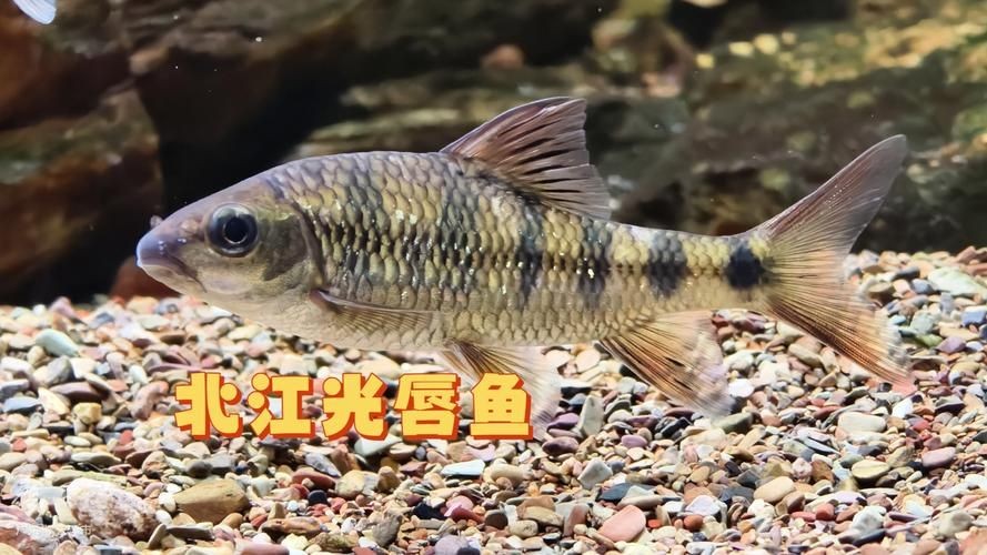光唇魚(yú)圖片 光唇魚(yú)圖片 龍魚(yú)論壇 第6張
