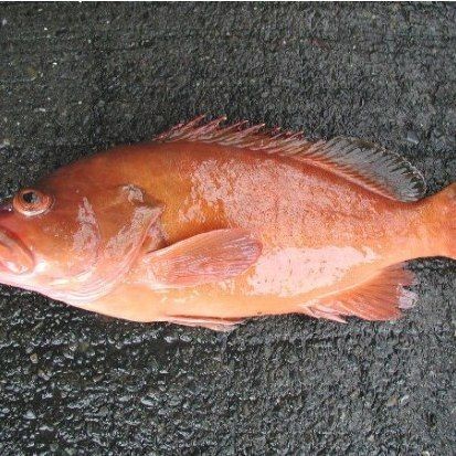 光唇魚(yú)圖片 光唇魚(yú)圖片 龍魚(yú)論壇 第18張