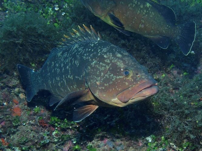 光唇魚(yú)圖片 光唇魚(yú)圖片 龍魚(yú)論壇 第13張