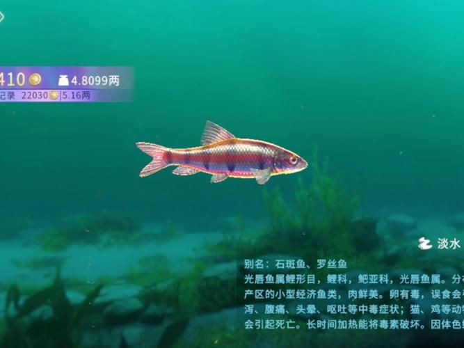 光唇魚(yú)圖片 光唇魚(yú)圖片 龍魚(yú)論壇 第12張