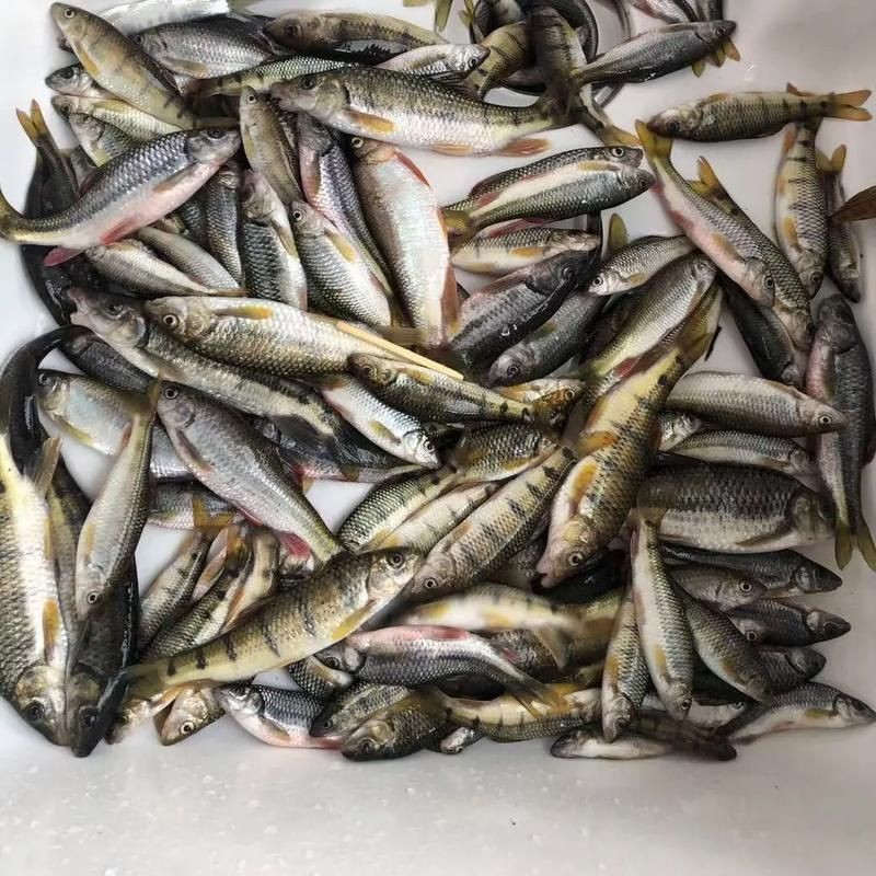 光唇魚(yú)圖片 光唇魚(yú)圖片 龍魚(yú)論壇 第2張