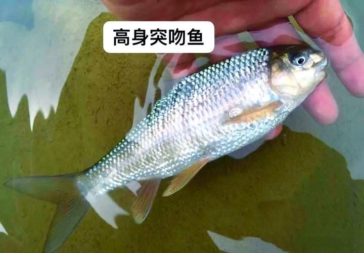 光唇魚(yú)圖片 光唇魚(yú)圖片 龍魚(yú)論壇 第7張
