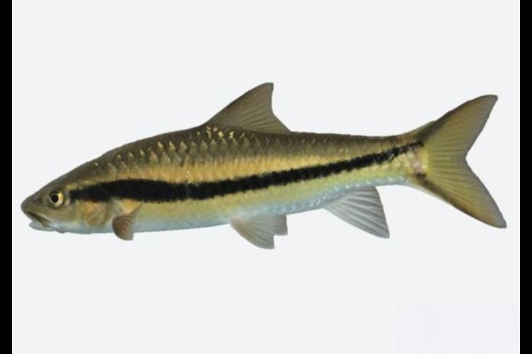 光唇魚(yú)圖片 光唇魚(yú)圖片 龍魚(yú)論壇 第5張