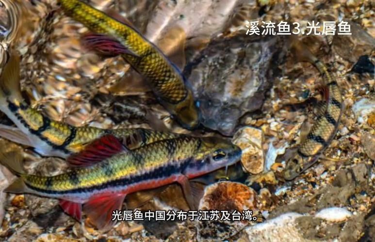 光唇魚(yú)圖片 光唇魚(yú)圖片 龍魚(yú)論壇 第11張