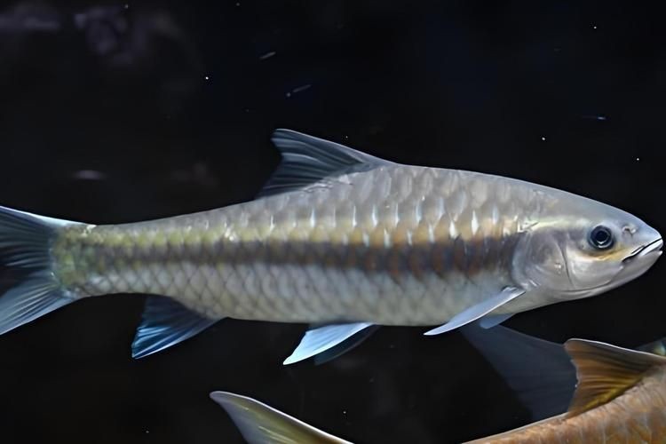 光唇魚(yú)圖片 光唇魚(yú)圖片 龍魚(yú)論壇 第10張