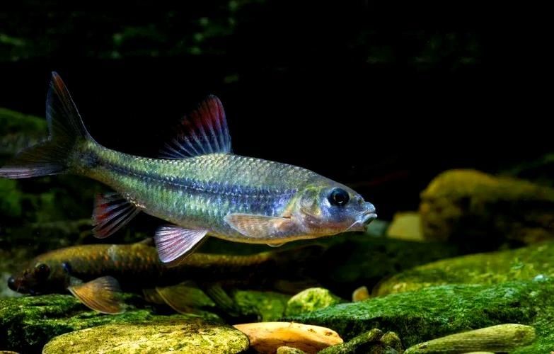 光唇魚(yú)圖片 光唇魚(yú)圖片 龍魚(yú)論壇 第3張