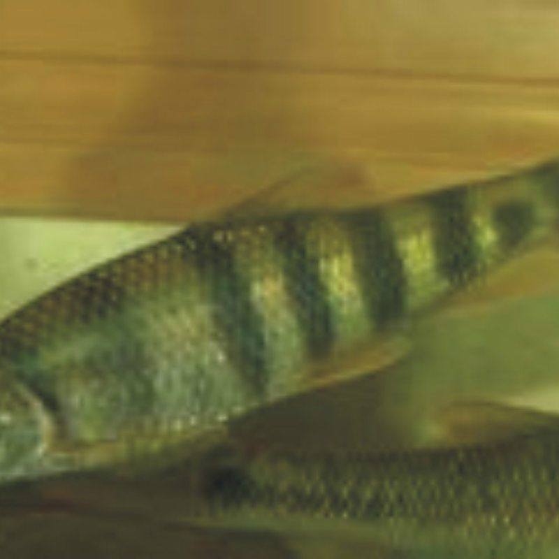 光唇魚(yú)圖片 光唇魚(yú)圖片 龍魚(yú)論壇 第24張