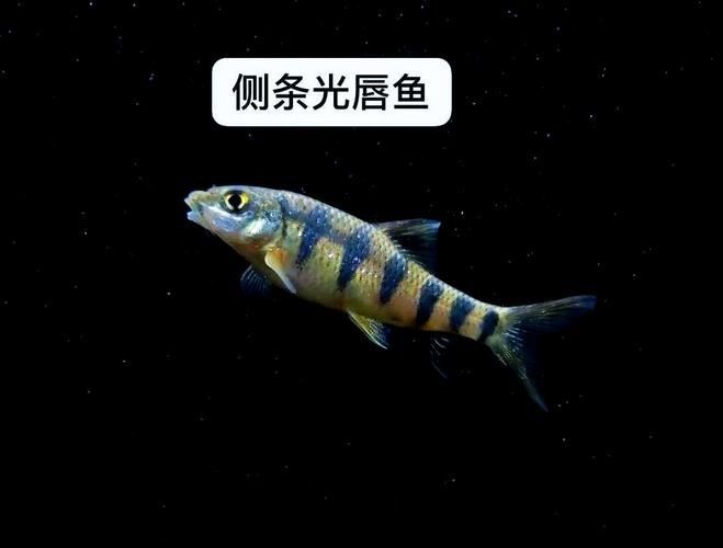 光唇魚(yú)圖片 光唇魚(yú)圖片 龍魚(yú)論壇 第4張