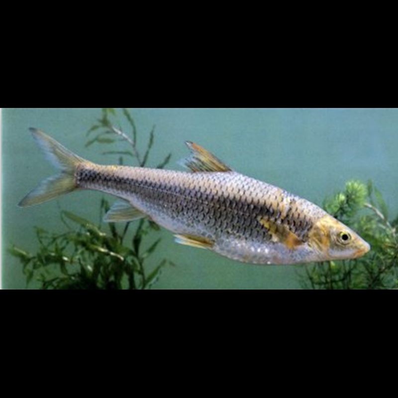 光唇魚(yú)圖片 光唇魚(yú)圖片 龍魚(yú)論壇 第20張