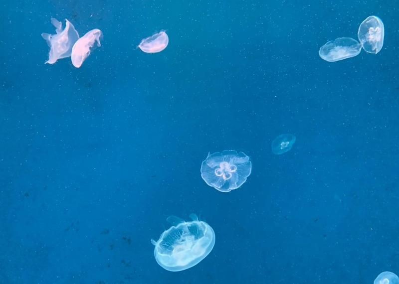 九江水族店