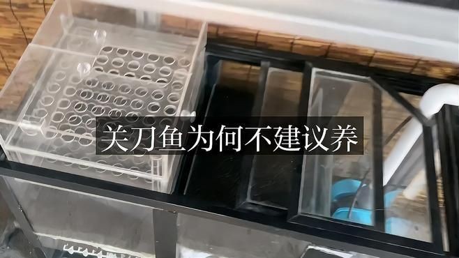 關刀魚為何不建議養