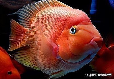 金剛鸚鵡魚不能碰的原因