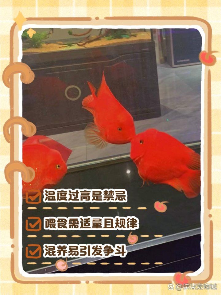 金剛鸚鵡魚不能碰的原因