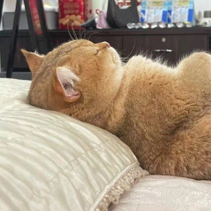 金剛鸚鵡魚不能碰的原因